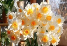 洋水仙花期揭秘（春日芬芳、盛放不停）
