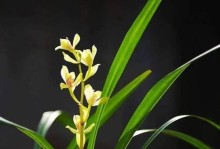 叶兰养殖详解（从选种到繁殖，掌握这些技巧，让你的叶兰更健康茂盛）