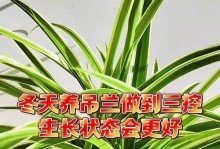 玫瑰吊兰是否适合在冬天种植？（冬季玫瑰吊兰的种植技巧与注意事项）