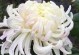 七彩的菊花世界（菊花的色彩魅力与花语）