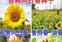 矮向日葵种植指南（如何种植矮向日葵及注意事项）