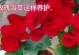 玫瑰海棠花期多久时间？——解密花开的奥秘（一年四季，繁花似锦）