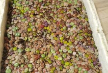 石生花分株详解（了解石生花的分株方法及时机）