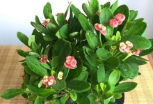 虎刺梅，冬日里的“艳丽花”（冬天能开花吗？详解虎刺梅的生长习性）
