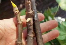 无花果剪枝整枝技术（打造健康结实的果树）
