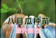 探秘八月炸籽的神奇功效（解密八月炸籽的营养价值，让你吃得更放心）