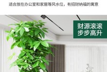步步高树适合放在哪里？（打造宜人生活环境的关键）