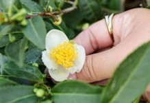 茶树的花期与开花次数（探究茶树开花规律，解读茶叶产量的关键）