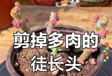 植物修剪的技巧与方法（培养美丽植物的关键——正确的修剪方式）