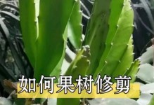 羊角蜜剪枝技术图解（打造健康树冠的秘密）