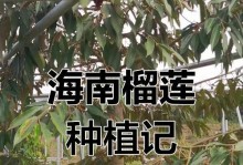 榴莲花期的奥秘（揭开榴莲开花的时节和过程）