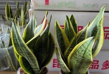 如何合理种植虎皮兰（从选种到养护，关键技巧教你打造美丽的绿色家园）