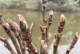 芍药修理指南（轻松学习如何修理芍药，让它绽放美丽）