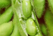 毛豆种子的形态特征（探秘毛豆种子的外貌和结构）