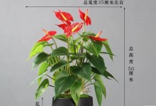 红掌适合放卧室吗？（红掌的特点及适宜环境）