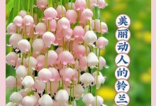 如何选择合适的铃兰盆栽（选择铃兰盆栽的关键因素及养护技巧）