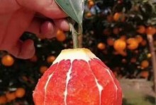探寻最美红橙的故乡（中国哪里的红橙最好吃？）
