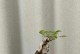 黄荆的养殖方法及养护要点（打造美丽生态园林的黄荆，好养易管的秘诀！）