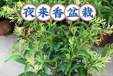 夜来香到底是四季开花还是只开春天？（夜来香真相揭秘，让你不再困惑）