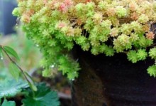 薄雪万年草的养殖技巧（打造漂亮的薄雪万年草，从这里开始！）