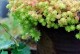 薄雪万年草的养殖技巧（打造漂亮的薄雪万年草，从这里开始！）