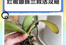 春兰烂根后的处理方法（恢复春兰健康的有效措施）
