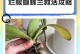 春兰烂根后的处理方法（恢复春兰健康的有效措施）