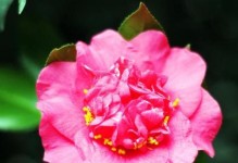 茶花的花语及代表意义（揭秘茶花背后的花语与文化底蕴）
