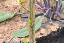 以花果怎么催芽——探讨有效的催芽方法（探索植物生长的奥秘，促进花果的萌芽与发育）