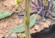 以花果怎么催芽——探讨有效的催芽方法（探索植物生长的奥秘，促进花果的萌芽与发育）