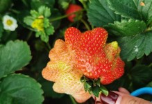 草莓的“亲戚”们（探秘和草莓长得很像的植物）