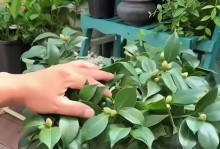 家养小盆花的施肥方法（让你的小盆花健康成长，施肥是关键）