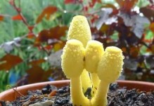 为什么家里不能养蘑菇？（探究蘑菇养殖的种种问题）
