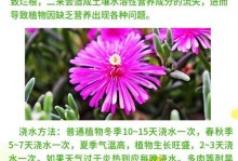 康乃馨肥料的制作方法及使用技巧（掌握康乃馨肥料的制作，让康乃馨盛开如云）
