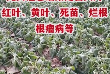 如何选择油菜的最佳播种时间？（从气候、土壤、种子品质等角度出发，科学确定播种时间）