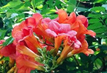 凌霄花的花期和开花次数剖析（一年开几次花？花期长短如何？）
