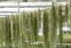 凤梨（探究凤梨净化空气的奥秘与吸附甲醛的实力）