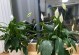 花草叶子一下耷拉了，怎么回事？（探究植物为何会突然变得无精打采）