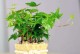阿莫西林适合浇什么花？（探究阿莫西林在花卉种植中的作用及推荐使用方式）