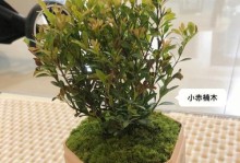 赏红叶之美——赤楠冬天落叶景观（深入了解赤楠冬季美景，尽情享受色彩盛宴）