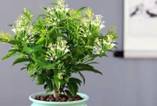九里香花有毒吗？室内养护注意事项（了解九里香花的毒性及适宜环境）