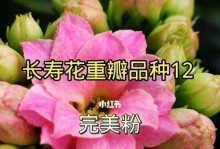 长寿花花期管理方法与要点（打造长时间开花的长寿花花期管理技巧）