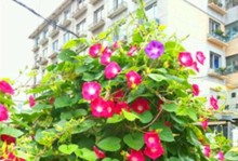 牵牛花种子是否具有毒性？（了解牵牛花种子的毒性及其影响）