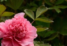 赏红叶花卉，领略秋日美景（探秘红叶花卉，认识15个经典品种）