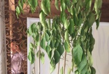 菜豆树枯萎了怎么办？（解决菜豆树枯萎的方法和预防措施）