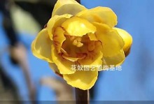 腊梅开花温度多少度？（探寻腊梅开花的温度条件及适宜环境）