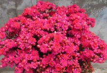 湖南冬季适宜种植的花卉（让你的花园在冬天也充满生机）