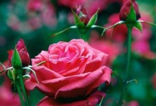 狮子座人最适合养的花（以阳光和热情滋养的狮子座，这些花品种最适合！）