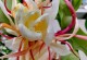 昙花叶子皱了怎么回事？（昙花叶子皱的原因及处理方法）