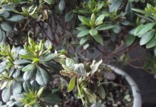 杜鹃花叶子发黄枯了，如何解决？（快速恢复杜鹃花健康的方法）